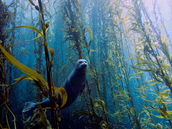 Best underwater photos 2013 Seal